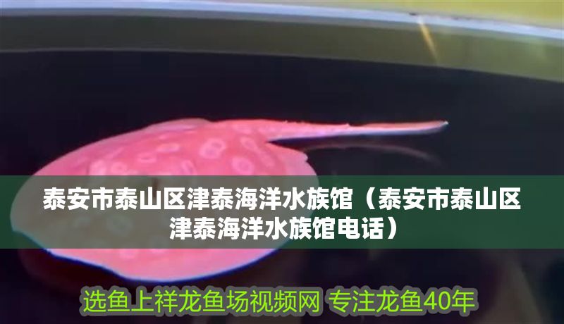 泰安市泰山區(qū)津泰海洋水族館（泰安市泰山區(qū)津泰海洋水族館電話） 泰安市泰山區(qū)津泰海洋水族館（泰安市泰山區(qū)津泰海洋水族館電話） 全國水族館企業(yè)名錄 第1張