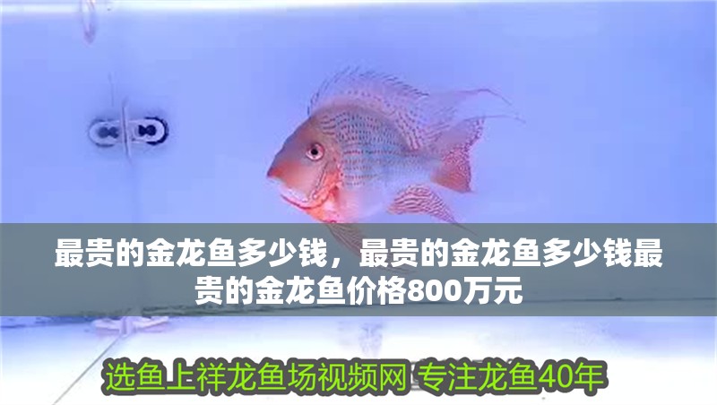 最貴的金龍魚多少錢，最貴的金龍魚多少錢最貴的金龍魚價格800萬元