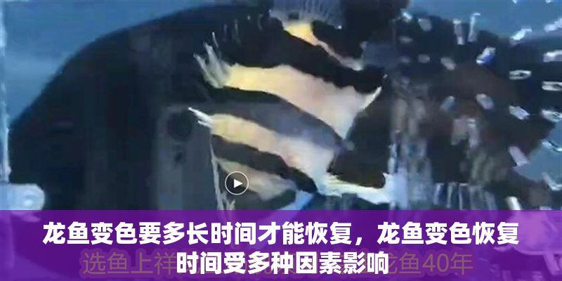 龍魚變色要多長時間才能恢復，龍魚變色恢復時間受多種因素影響