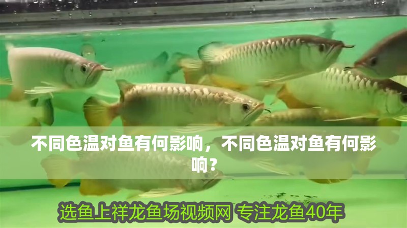 不同色溫對魚有何影響，不同色溫對魚有何影響？