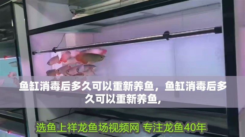 魚缸過濾器選購指南:自制魚缸過濾器魚缸上置過濾器對于養魚愛好者的必備知識 魚缸消毒后多久可以重新養魚,魚缸消毒后多久可以重新養魚, 龍魚百科 魚缸消毒后多久可以重新養魚,魚缸消毒后多久可以重新養魚, 魚缸消毒后多久可以重新養魚,魚缸消毒后多久可以重新養魚, 龍魚百科