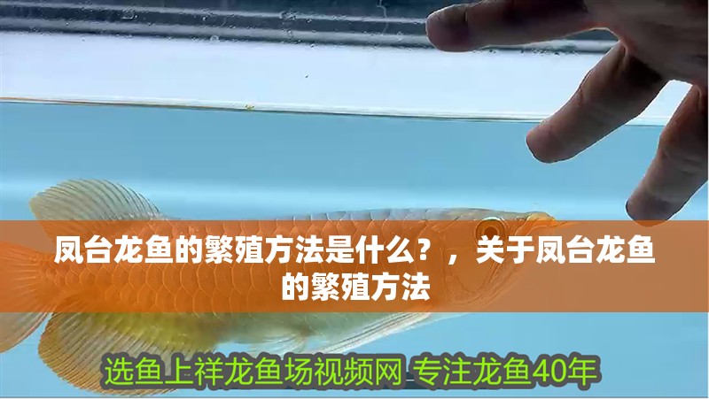 鳳臺龍魚的繁殖方法是什么？，關于鳳臺龍魚的繁殖方法 鳳臺龍魚的繁殖方法是什么？，關于鳳臺龍魚的繁殖方法 龍魚百科