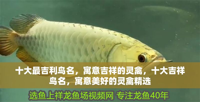 十大最吉利鳥名,寓意吉祥的靈禽,十大吉祥鳥名,寓意美好的靈禽精選 龍魚百科 第1張 十大最吉利鳥名,寓意吉祥的靈禽,十大吉祥鳥名,寓意美好的靈禽精選 十大最吉利鳥名,寓意吉祥的靈禽,十大吉祥鳥名,寓意美好的靈禽精選 龍魚百科 第1張