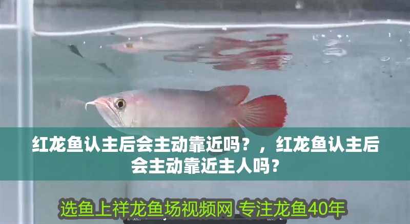 紅龍魚認主后會主動靠近嗎？，紅龍魚認主后會主動靠近主人嗎？