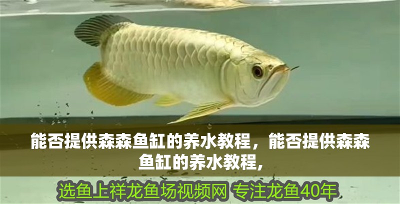 能否提供森森魚缸的養(yǎng)水教程，能否提供森森魚缸的養(yǎng)水教程, 能否提供森森魚缸的養(yǎng)水教程，能否提供森森魚缸的養(yǎng)水教程, 龍魚百科
