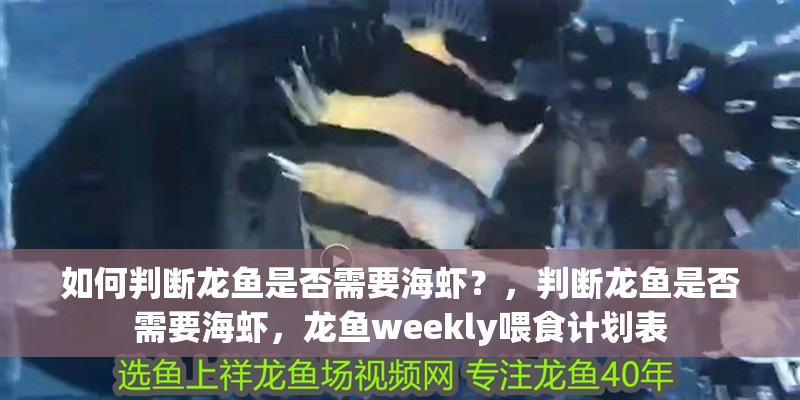 如何判斷龍魚是否需要海蝦？，判斷龍魚是否需要海蝦，龍魚weekly喂食計劃表