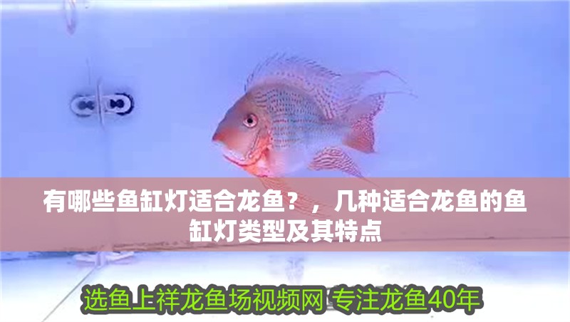 有哪些魚缸燈適合龍魚？，幾種適合龍魚的魚缸燈類型及其特點(diǎn) 有哪些魚缸燈適合龍魚？，幾種適合龍魚的魚缸燈類型及其特點(diǎn) 龍魚百科