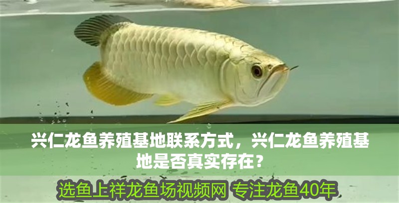 龍魚干蝦有營養嗎 興仁龍魚養殖基地聯系方式,興仁龍魚養殖基地是否真實存在? 龍魚百科 興仁龍魚養殖基地聯系方式,興仁龍魚養殖基地是否真實存在? 興仁龍魚養殖基地聯系方式,興仁龍魚養殖基地是否真實存在? 龍魚百科