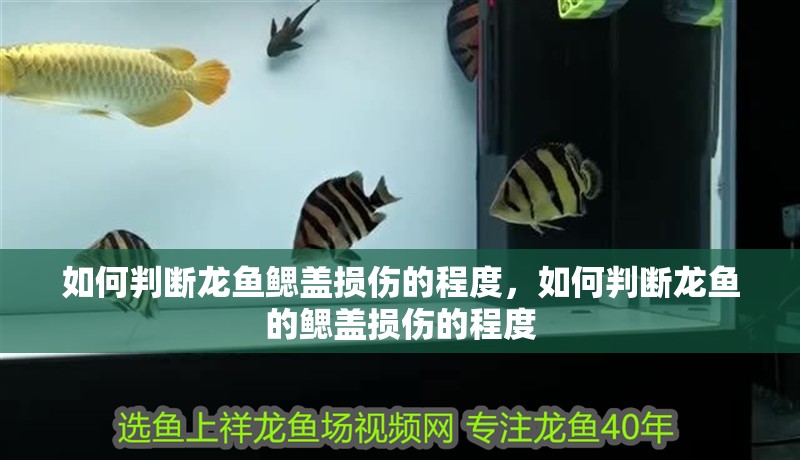如何判斷龍魚(yú)鰓蓋損傷的程度，如何判斷龍魚(yú)的鰓蓋損傷的程度 如何判斷龍魚(yú)鰓蓋損傷的程度，如何判斷龍魚(yú)的鰓蓋損傷的程度 龍魚(yú)百科