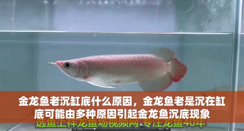 金龍魚老沉缸底什么原因，金龍魚老是沉在缸底可能由多種原因引起金龍魚沉底現(xiàn)象