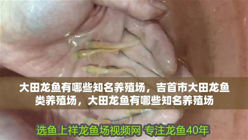 大田龍魚(yú)有哪些知名養(yǎng)殖場(chǎng)，吉首市大田龍魚(yú)類(lèi)養(yǎng)殖場(chǎng)，大田龍魚(yú)有哪些知名養(yǎng)殖場(chǎng)
