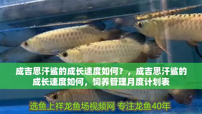 成吉思汗鯊的成長速度如何？，成吉思汗鯊的成長速度如何，飼養管理月度計劃表