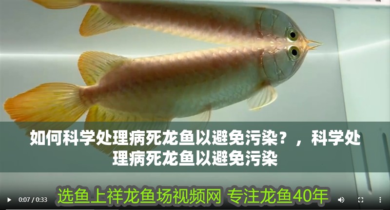 如何科學處理病死龍魚以避免污染？，科學處理病死龍魚以避免污染