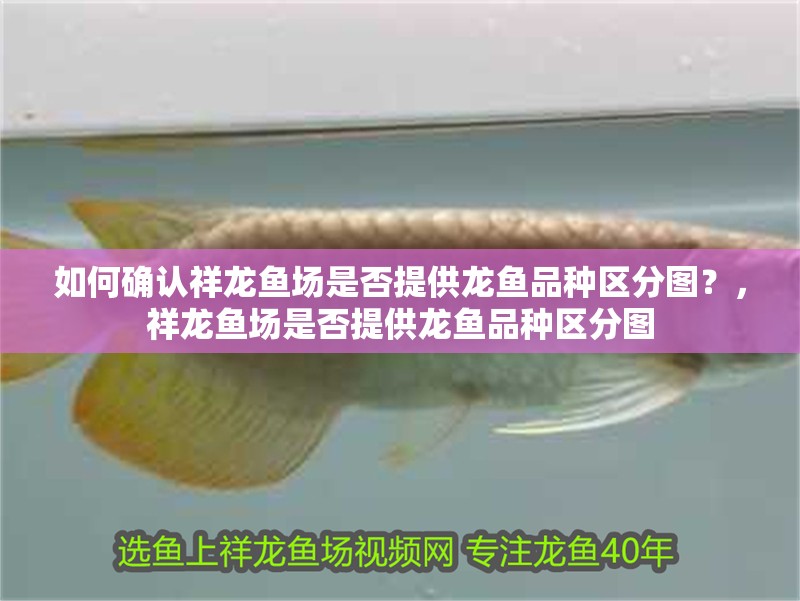 如何確認祥龍魚場是否提供龍魚品種區分圖？，祥龍魚場是否提供龍魚品種區分圖