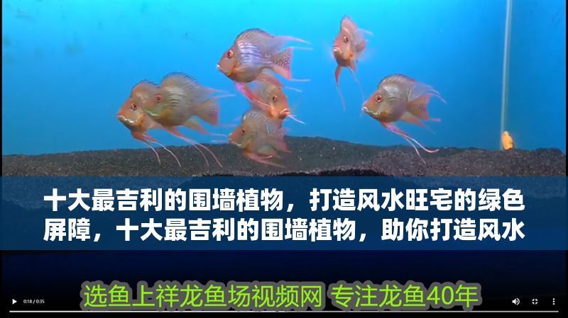 十大最吉利的圍墻植物，打造風(fēng)水旺宅的綠色屏障，十大最吉利的圍墻植物，助你打造風(fēng)水旺宅的綠色屏障