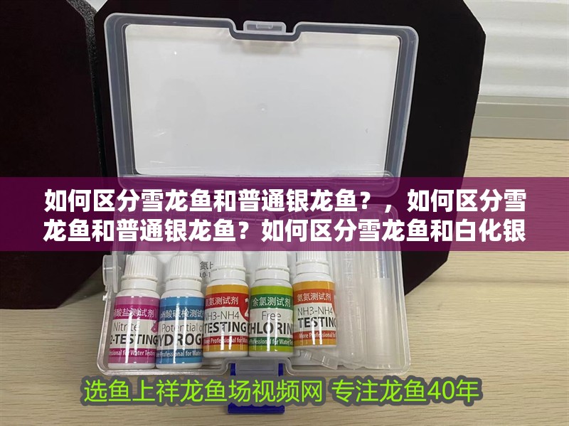 如何區分雪龍魚和普通銀龍魚？，如何區分雪龍魚和普通銀龍魚？如何區分雪龍魚和白化銀龍魚？