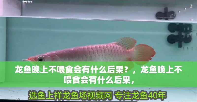 龍魚晚上不喂食會有什么后果？，龍魚晚上不喂食會有什么后果，