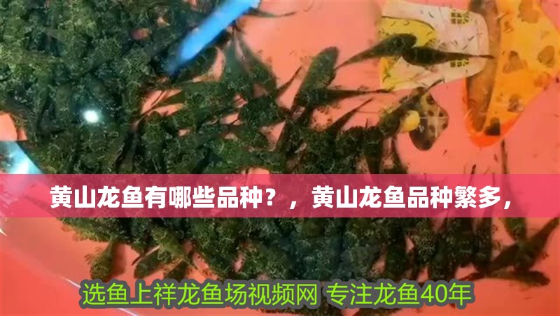 龍魚干蝦有營養嗎 黃山龍魚有哪些品種?,黃山龍魚品種繁多, 龍魚百科 黃山龍魚有哪些品種?,黃山龍魚品種繁多, 黃山龍魚有哪些品種?,黃山龍魚品種繁多, 龍魚百科