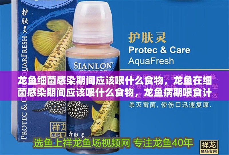 龍魚細(xì)菌感染期間應(yīng)該喂什么食物，龍魚在細(xì)菌感染期間應(yīng)該喂什么食物，龍魚病期喂食計劃表