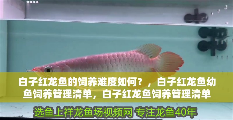 白子紅龍魚的飼養難度如何？，白子紅龍魚幼魚飼養管理清單，白子紅龍魚飼養管理清單