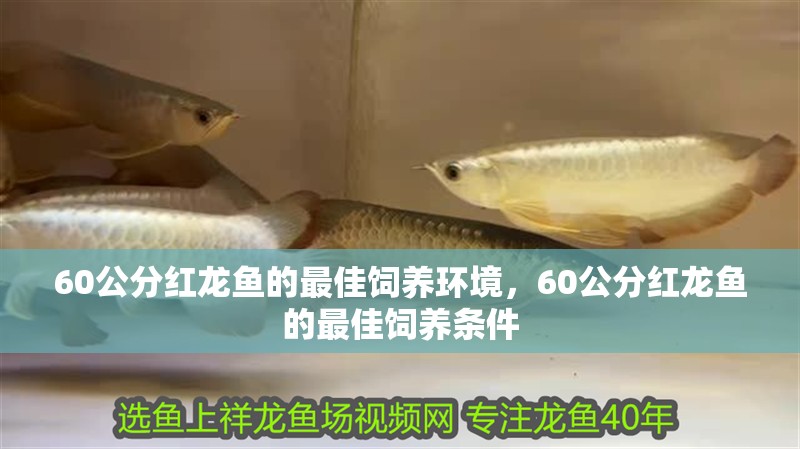 60公分紅龍魚的最佳飼養(yǎng)環(huán)境，60公分紅龍魚的最佳飼養(yǎng)條件