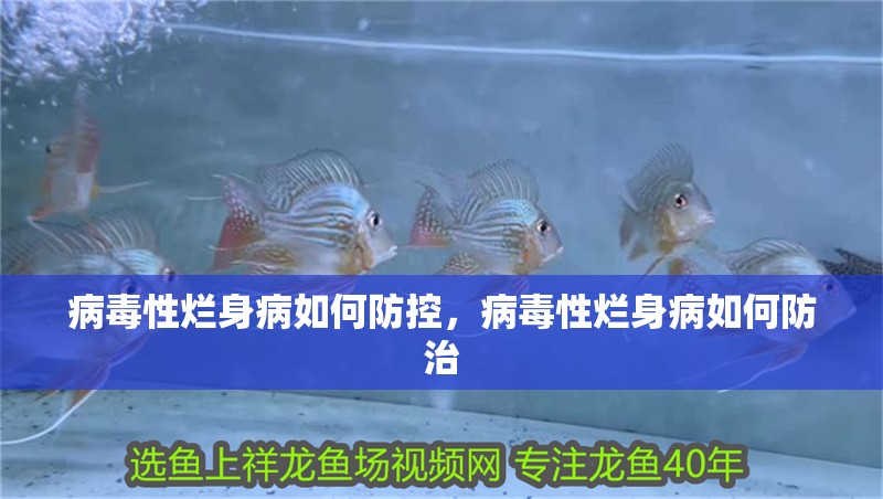 病毒性爛身病如何防控，病毒性爛身病如何防治