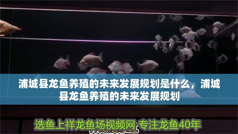 浦城縣龍魚養(yǎng)殖的未來發(fā)展規(guī)劃是什么，浦城縣龍魚養(yǎng)殖的未來發(fā)展規(guī)劃