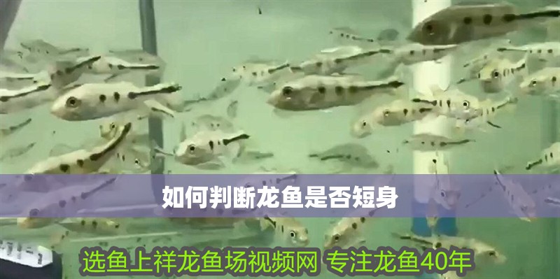 如何判斷龍魚是否短身