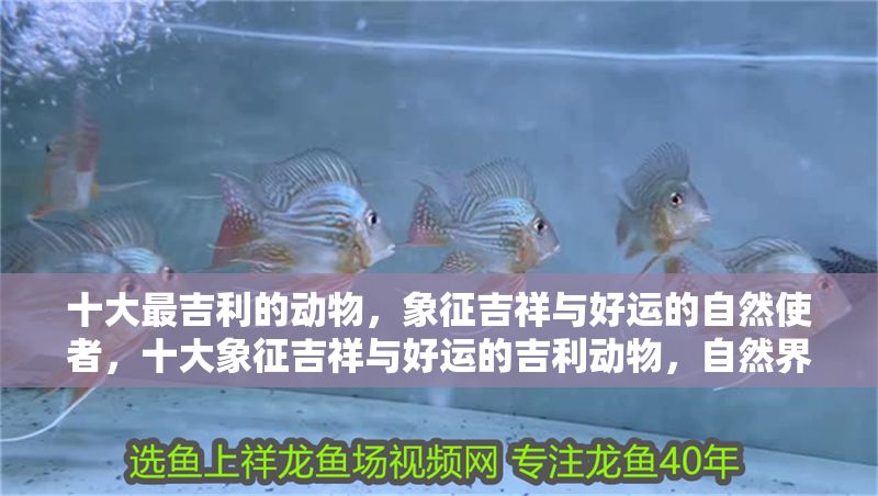 十大最吉利的動物，象征吉祥與好運的自然使者，十大象征吉祥與好運的吉利動物，自然界的幸運使者