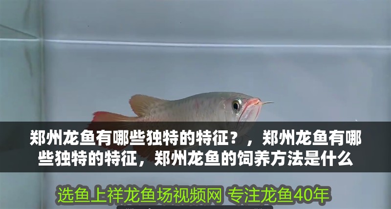 鄭州龍魚有哪些獨特的特征？，鄭州龍魚有哪些獨特的特征，鄭州龍魚的飼養方法是什么