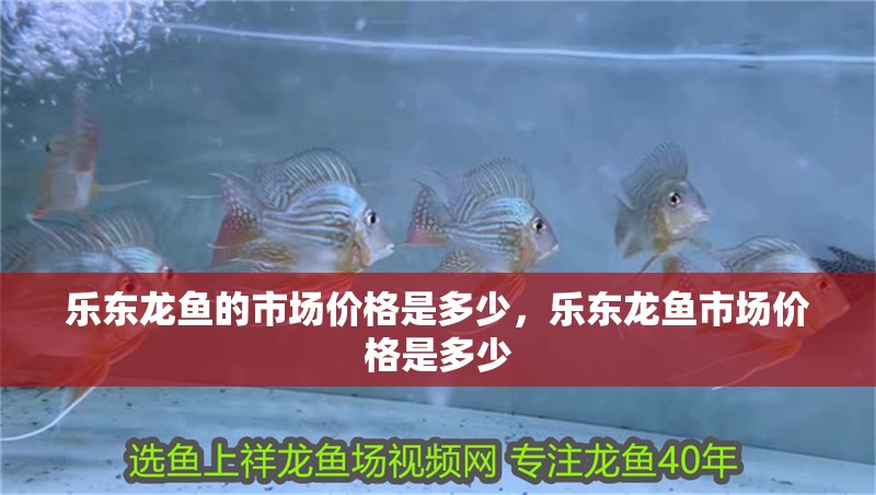 樂東龍魚的市場價格是多少，樂東龍魚市場價格是多少