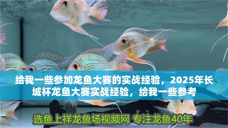 給我一些參加龍魚大賽的實戰經驗，2025年長城杯龍魚大賽實戰經驗，給我一些參考