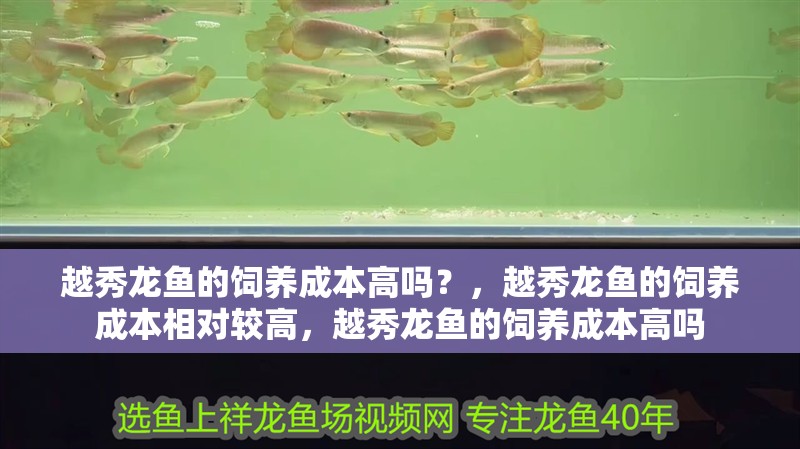 越秀龍魚的飼養成本高嗎？，越秀龍魚的飼養成本相對較高，越秀龍魚的飼養成本高嗎