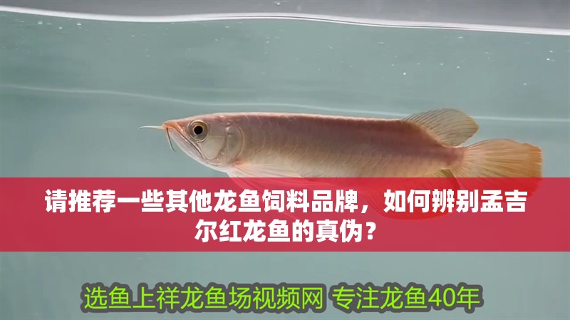 請推薦一些其他龍魚飼料品牌，如何辨別孟吉爾紅龍魚的真偽？