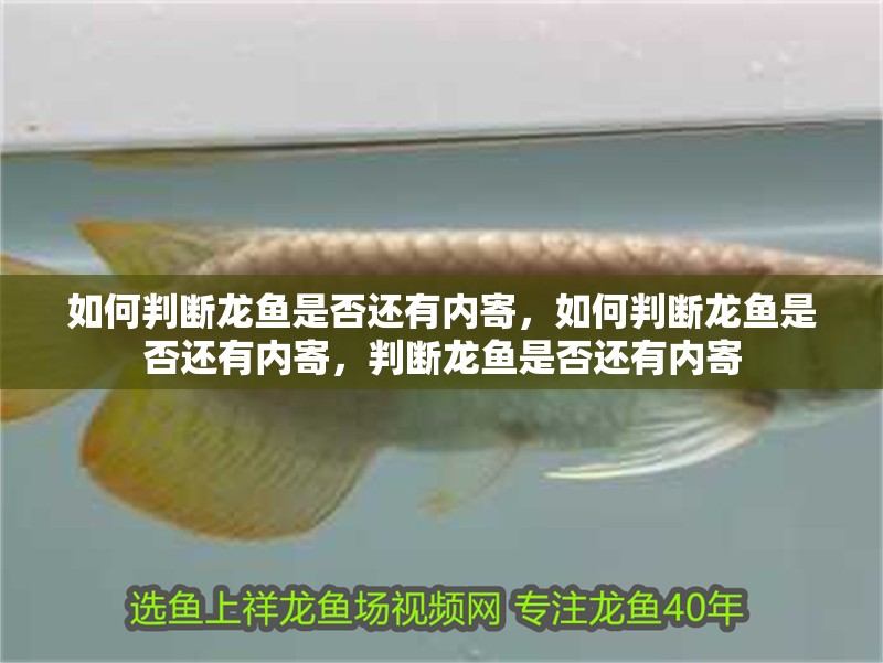如何判斷龍魚是否還有內寄，如何判斷龍魚是否還有內寄，判斷龍魚是否還有內寄