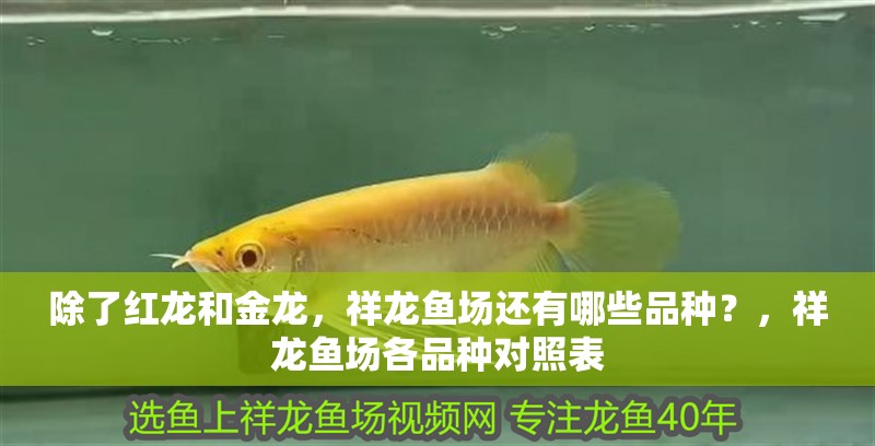 除了紅龍和金龍，祥龍魚場還有哪些品種？，祥龍魚場各品種對照表 除了紅龍和金龍，祥龍魚場還有哪些品種？，祥龍魚場各品種對照表 龍魚百科