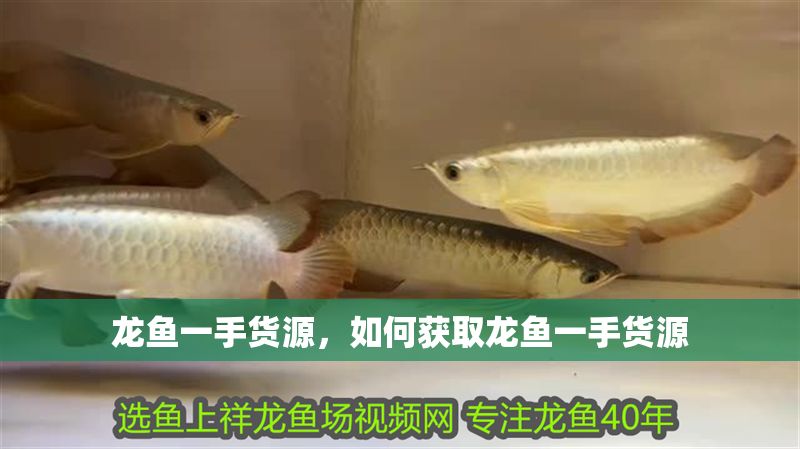 龍魚(yú)一手貨源，如何獲取龍魚(yú)一手貨源