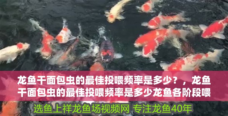 龍魚干面包蟲的最佳投喂頻率是多少？，龍魚干面包蟲的最佳投喂頻率是多少龍魚各階段喂食安排表