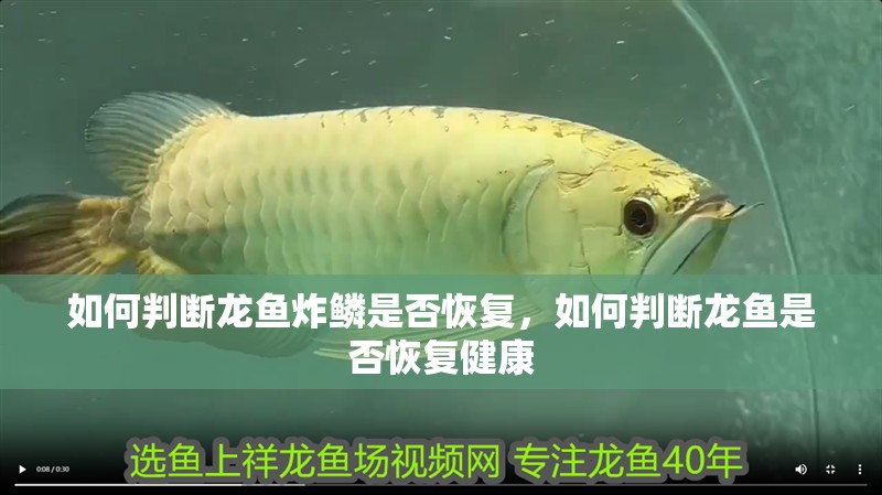 如何判斷龍魚炸鱗是否恢復(fù)，如何判斷龍魚是否恢復(fù)健康