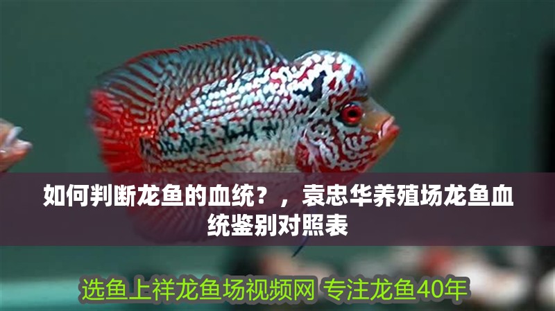 如何判斷龍魚的血統(tǒng)？，袁忠華養(yǎng)殖場龍魚血統(tǒng)鑒別對照表