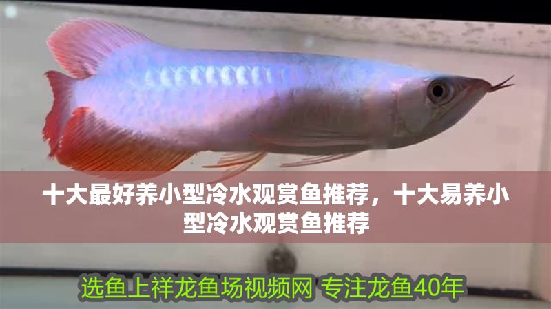 十大最好養(yǎng)小型冷水觀賞魚推薦，十大易養(yǎng)小型冷水觀賞魚推薦