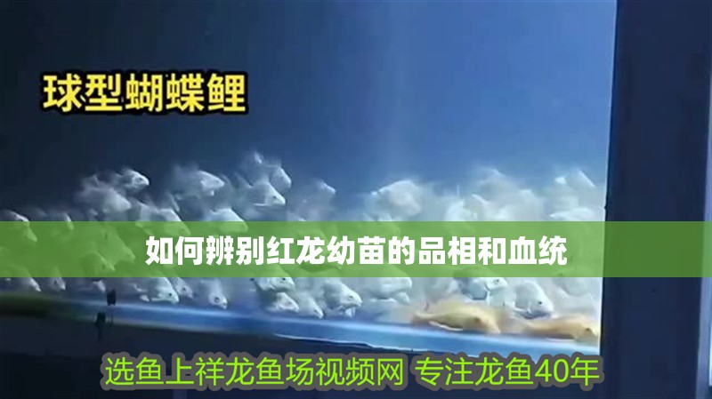 鸚鵡魚和銀龍魚混養怎樣喂食 如何辨別紅龍幼苗的品相和血統 龍魚百科 如何辨別紅龍幼苗的品相和血統 如何辨別紅龍幼苗的品相和血統 龍魚百科