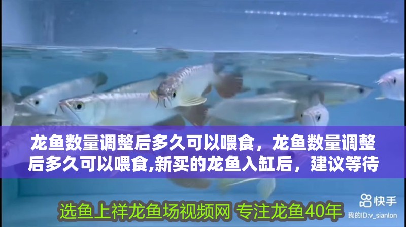 龍魚數量調整后多久可以喂食，龍魚數量調整后多久可以喂食,新買的龍魚入缸后，建議等待