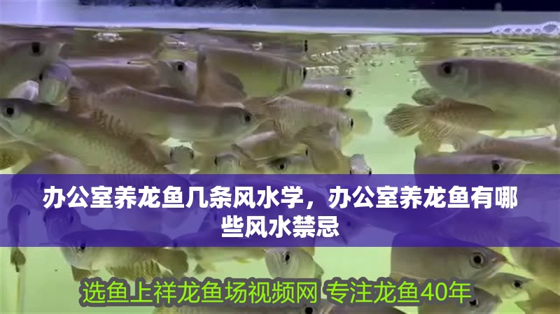 辦公室養龍魚幾條風水學，辦公室養龍魚有哪些風水禁忌 辦公室養龍魚幾條風水學，辦公室養龍魚有哪些風水禁忌 龍魚百科
