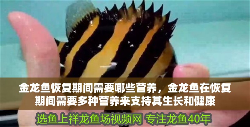 魚缸用增氧泵價格是多少:魚缸增氧機-xtrac增氧機-xtrac增氧機 金龍魚恢復(fù)期間需要哪些營養(yǎng),金龍魚在恢復(fù)期間需要多種營養(yǎng)來支持其生長和健康 龍魚百科 金龍魚恢復(fù)期間需要哪些營養(yǎng),金龍魚在恢復(fù)期間需要多種營養(yǎng)來支持其生長和健康 金龍魚恢復(fù)期間需要哪些營養(yǎng),金龍魚在恢復(fù)期間需要多種營養(yǎng)來支持其生長和健康 龍魚百科