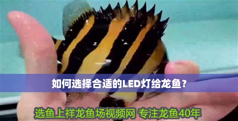 如何選擇合適的LED燈給龍魚？ 如何選擇合適的LED燈給龍魚？ 龍魚百科