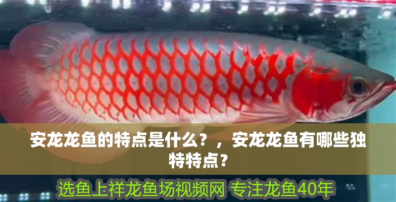 安龍龍魚的特點是什么？，安龍龍魚有哪些獨特特點？