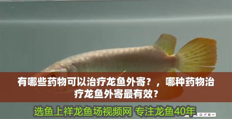 有哪些藥物可以治療龍魚外寄？，哪種藥物治療龍魚外寄最有效？ 有哪些藥物可以治療龍魚外寄？，哪種藥物治療龍魚外寄最有效？ 龍魚百科