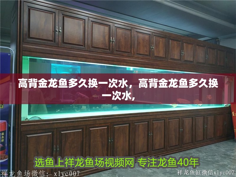 高背金龍魚多久換一次水，高背金龍魚多久換一次水,