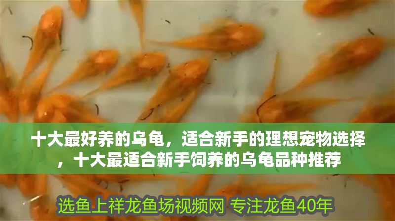 十大最好養的烏龜，適合新手的理想寵物選擇，十大最適合新手飼養的烏龜品種推薦